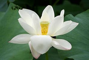 flower of the flock